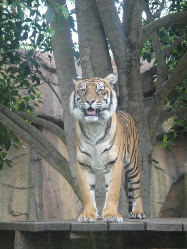 The Steve Irwin Australia Zoo in Beerwah, Queensland Album