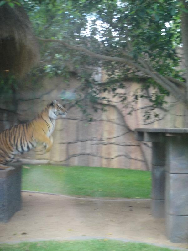 Photo The Steve Irwin Australia Zoo in Beerwah, Queensland famous