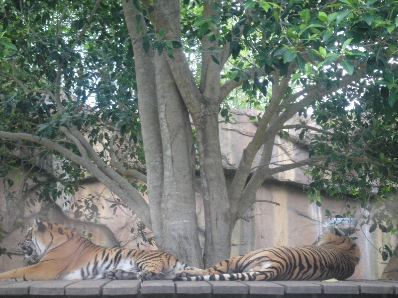 Photo The Steve Irwin Australia Zoo in Beerwah, Queensland wildlife