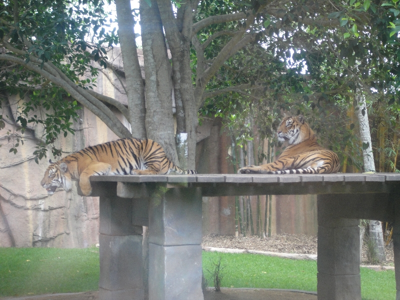 Photo The Steve Irwin Australia Zoo in Beerwah, Queensland keepers