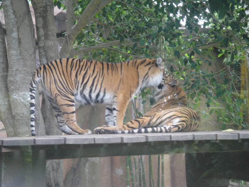 Photo The Steve Irwin Australia Zoo in Beerwah, Queensland animals