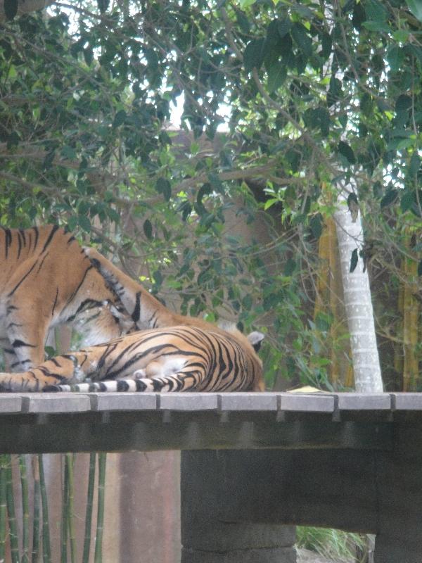 Photo The Steve Irwin Australia Zoo in Beerwah, Queensland naturally