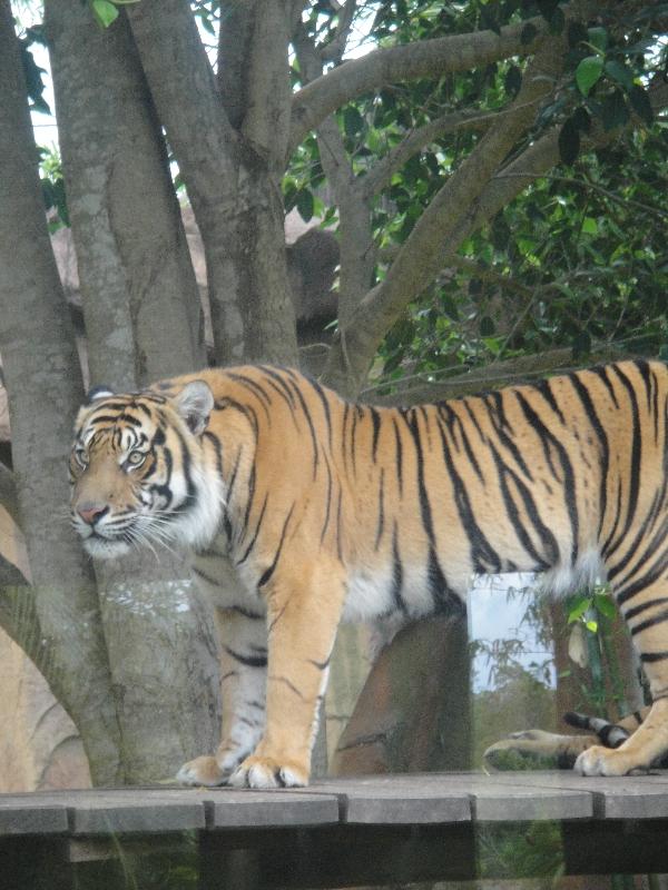 Photo The Steve Irwin Australia Zoo in Beerwah, Queensland little