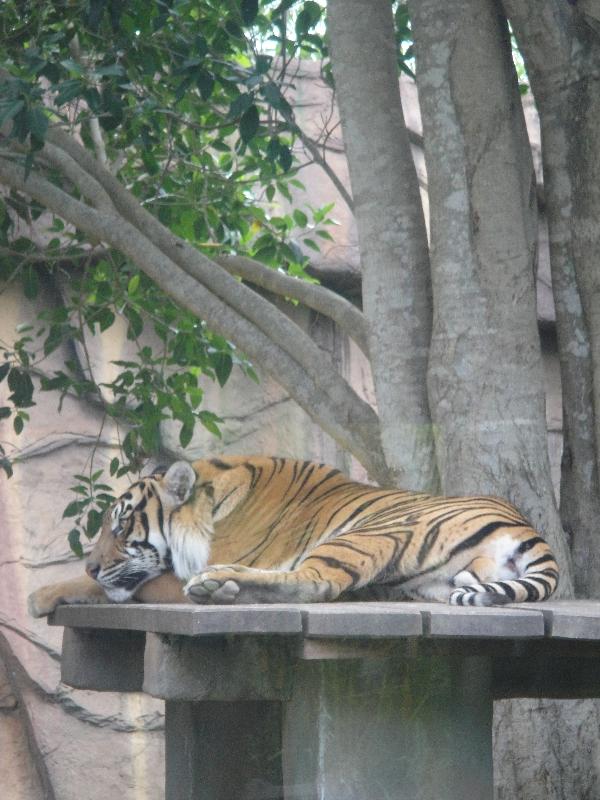 The Steve Irwin Australia Zoo in Beerwah, Queensland Holiday Photos