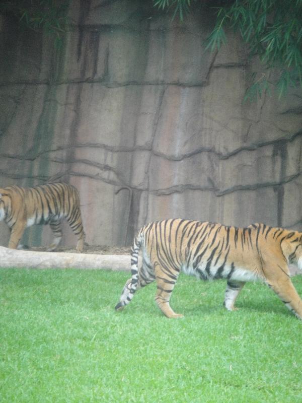 Photo The Steve Irwin Australia Zoo in Beerwah, Queensland encounter