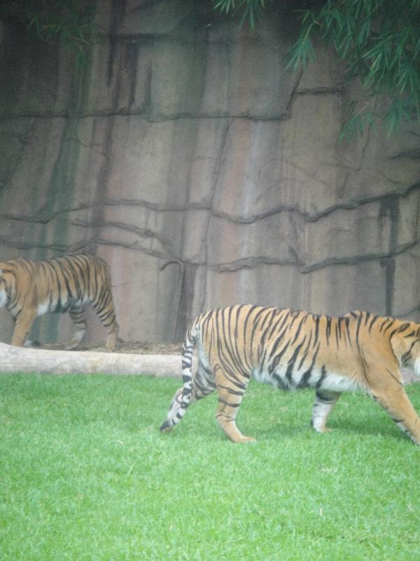 The Steve Irwin Australia Zoo in Beerwah, Queensland Trip Pictures