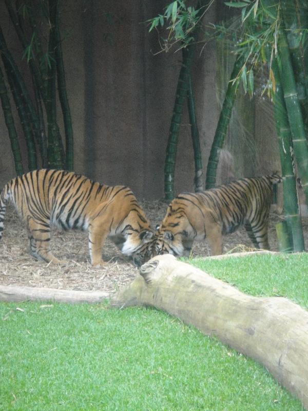 Photo The Steve Irwin Australia Zoo in Beerwah, Queensland Valley