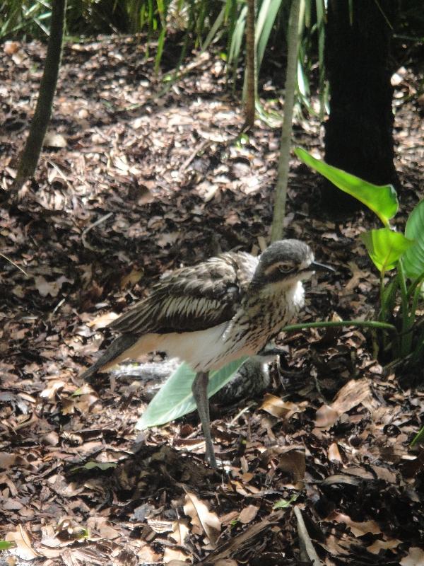 Photo The Steve Irwin Australia Zoo in Beerwah, Queensland presence