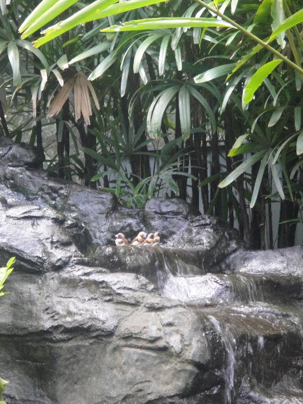Photo The Steve Irwin Australia Zoo in Beerwah, Queensland straight