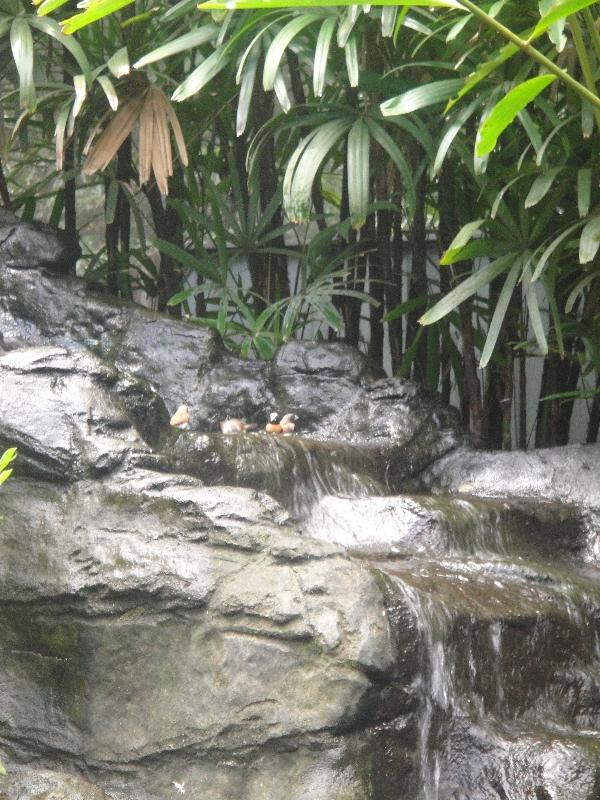 Photo The Steve Irwin Australia Zoo in Beerwah, Queensland walking