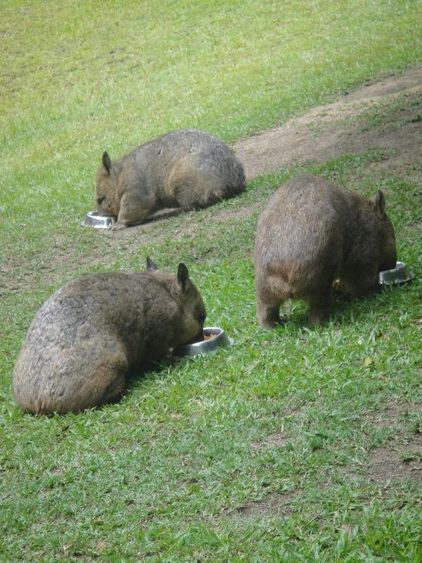 The Steve Irwin Australia Zoo in Beerwah, Queensland Diary