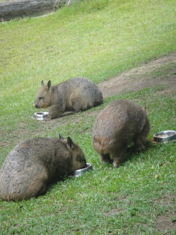 Photo The Steve Irwin Australia Zoo in Beerwah, Queensland Driving