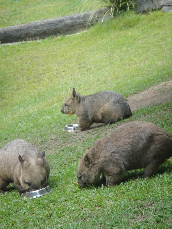 Photo The Steve Irwin Australia Zoo in Beerwah, Queensland Driving