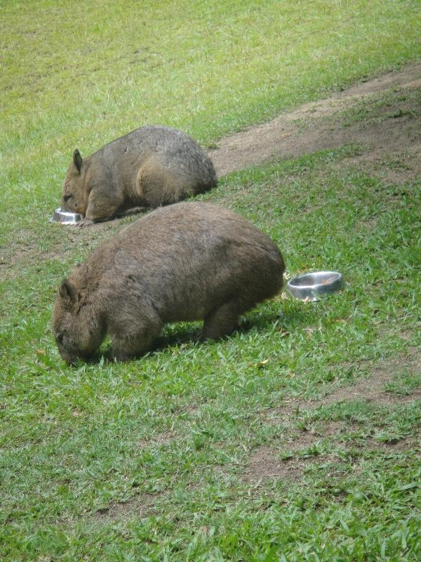 Photo The Steve Irwin Australia Zoo in Beerwah, Queensland Driving