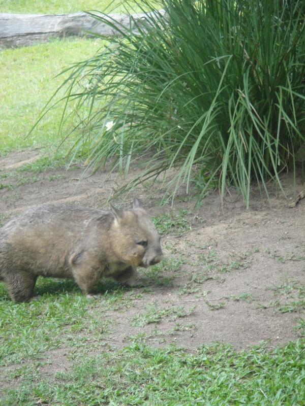 The Steve Irwin Australia Zoo in Beerwah, Queensland Blog Picture