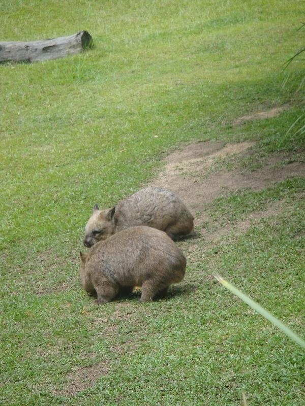   Beerwah Australia Trip Photo