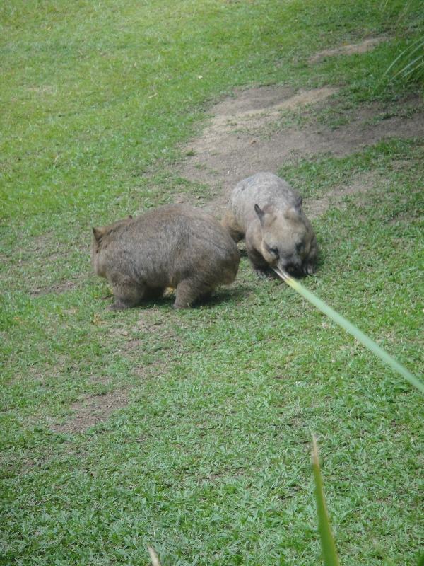Photo The Steve Irwin Australia Zoo in Beerwah, Queensland Driving