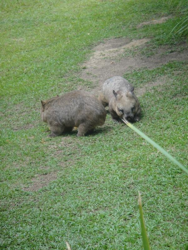 The Steve Irwin Australia Zoo in Beerwah, Queensland Photo