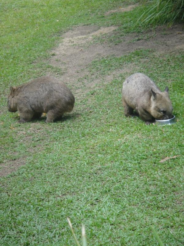 Photo The Steve Irwin Australia Zoo in Beerwah, Queensland Driving