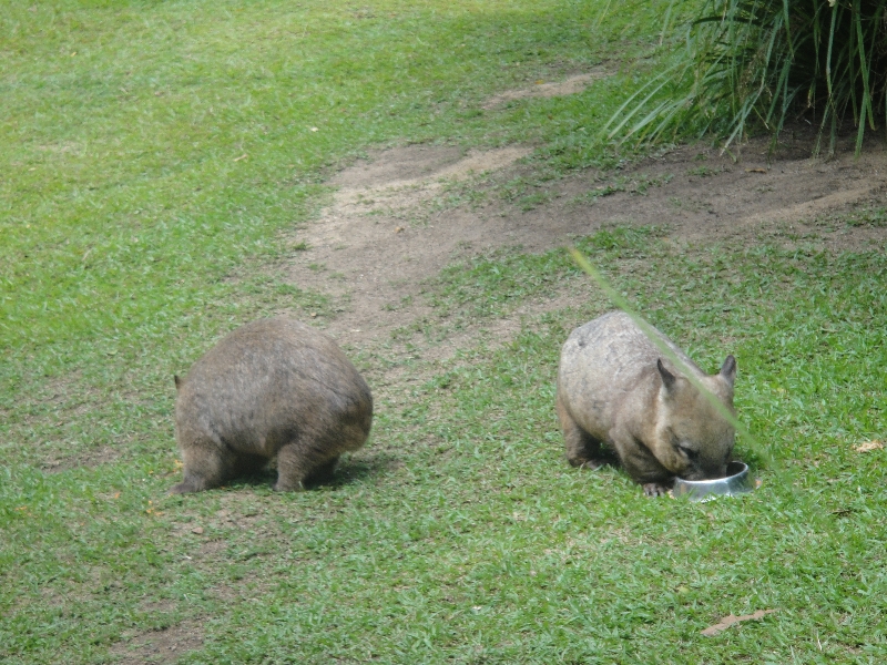 The Steve Irwin Australia Zoo in Beerwah, Queensland Vacation Diary