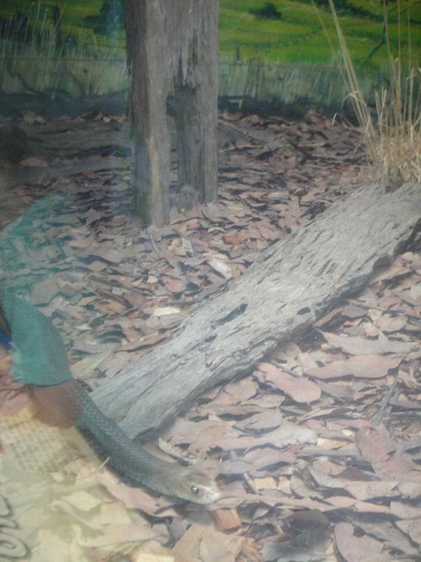 The Steve Irwin Australia Zoo in Beerwah, Queensland Diary Photo