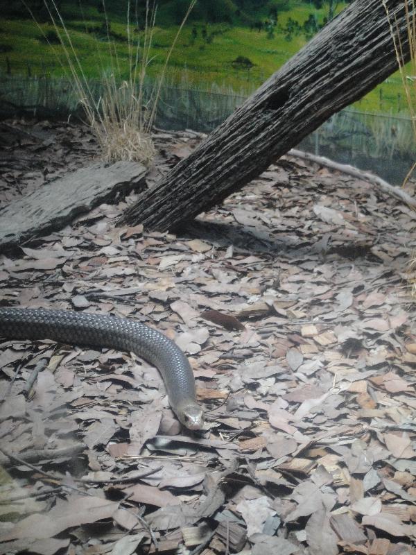 The Steve Irwin Australia Zoo in Beerwah, Queensland Review Photo