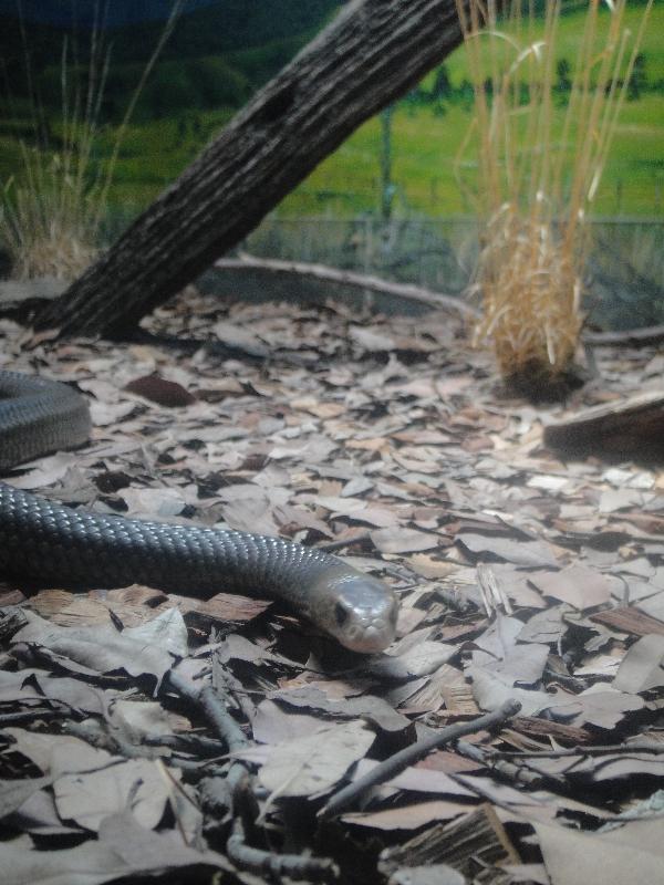 Photo The Steve Irwin Australia Zoo in Beerwah, Queensland Brisbane