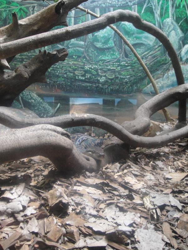Photo The Steve Irwin Australia Zoo in Beerwah, Queensland Brisbane