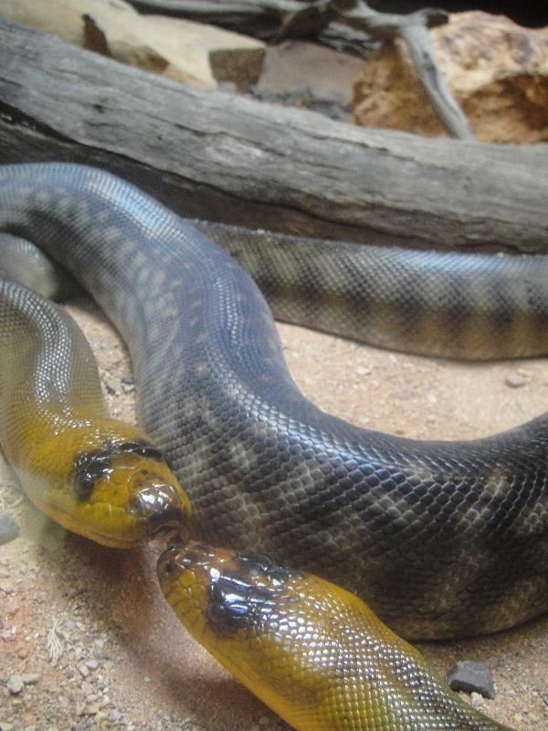 The Steve Irwin Australia Zoo in Beerwah, Queensland Adventure