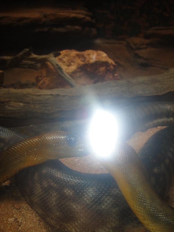 Photo The Steve Irwin Australia Zoo in Beerwah, Queensland typical