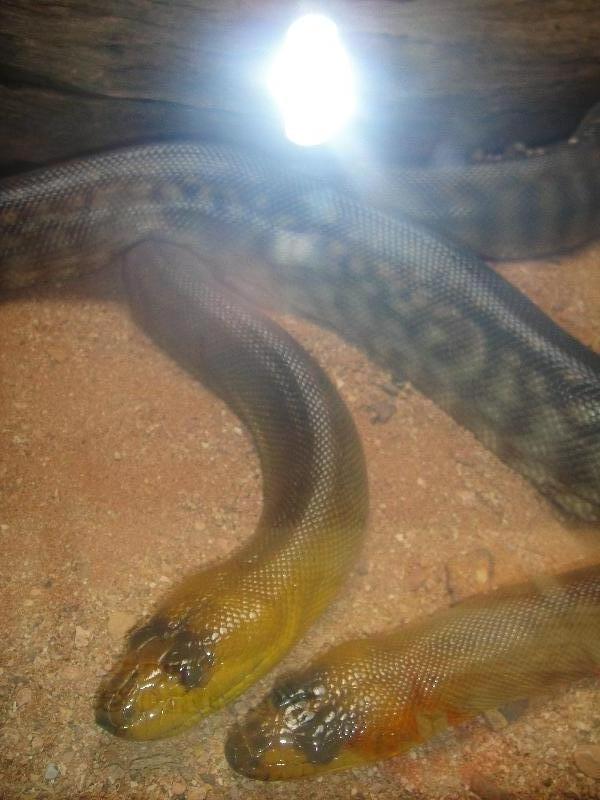 Photo The Steve Irwin Australia Zoo in Beerwah, Queensland memory
