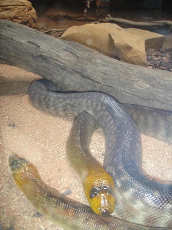 Photo The Steve Irwin Australia Zoo in Beerwah, Queensland posters