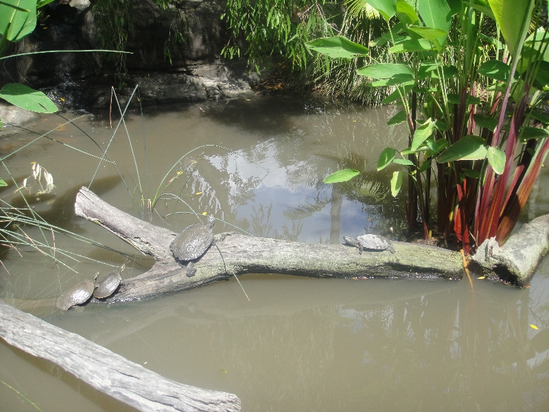 The Steve Irwin Australia Zoo in Beerwah, Queensland Holiday Pictures