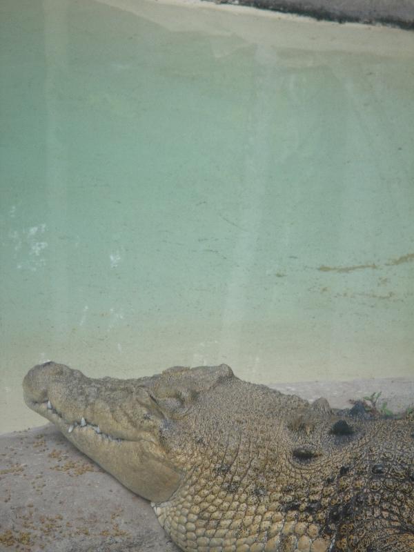 Photo The Steve Irwin Australia Zoo in Beerwah, Queensland little