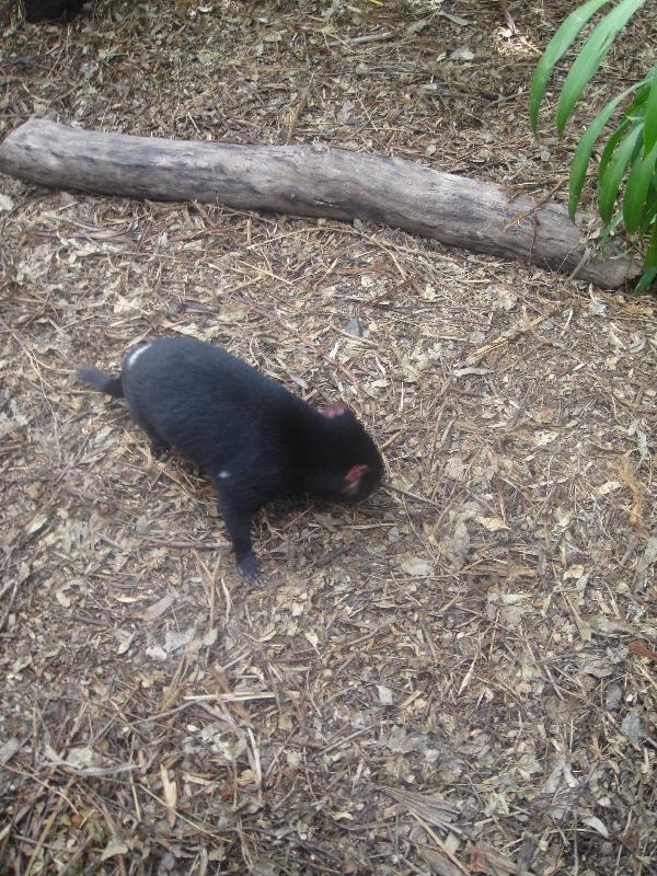 The Steve Irwin Australia Zoo in Beerwah, Queensland Review Gallery