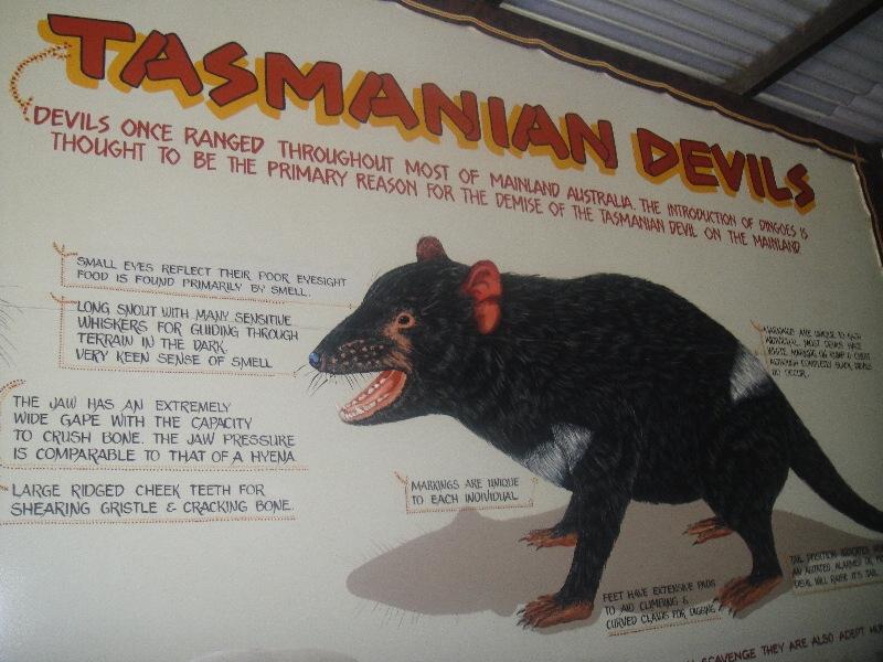 Photo The Steve Irwin Australia Zoo in Beerwah, Queensland Kangaroo