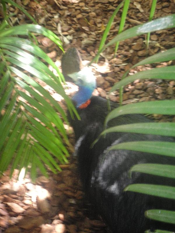 Photo The Steve Irwin Australia Zoo in Beerwah, Queensland alongside