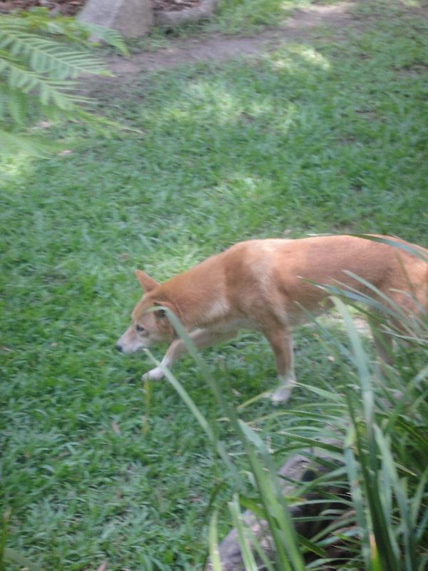 Photo The Steve Irwin Australia Zoo in Beerwah, Queensland leading