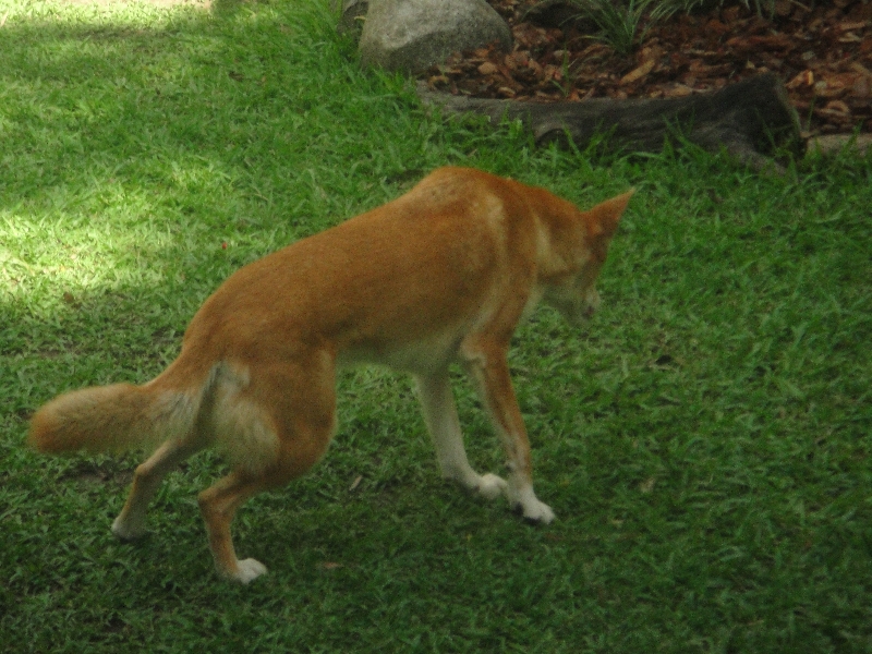 Photo The Steve Irwin Australia Zoo in Beerwah, Queensland different
