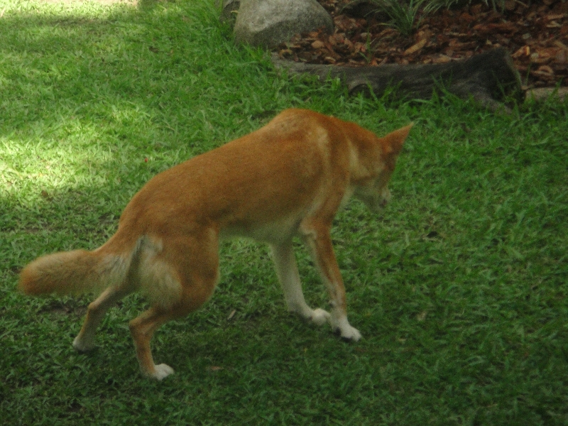 The Steve Irwin Australia Zoo in Beerwah, Queensland Trip Photos