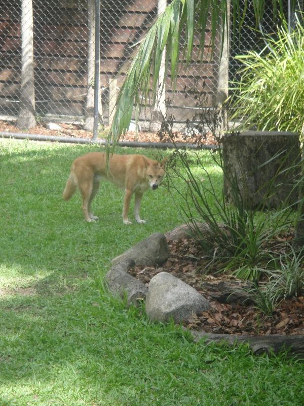 Photo The Steve Irwin Australia Zoo in Beerwah, Queensland straight