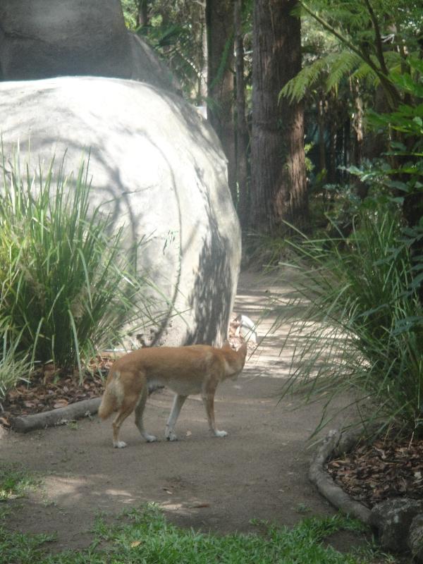 The Steve Irwin Australia Zoo in Beerwah, Queensland Diary Tips