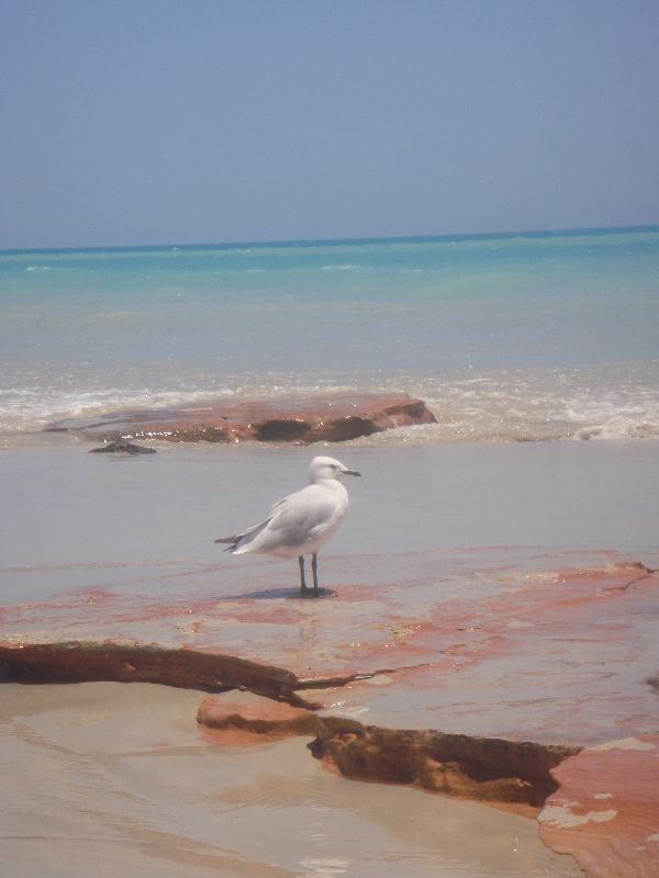 The gorgeous beach in Broome, Australia