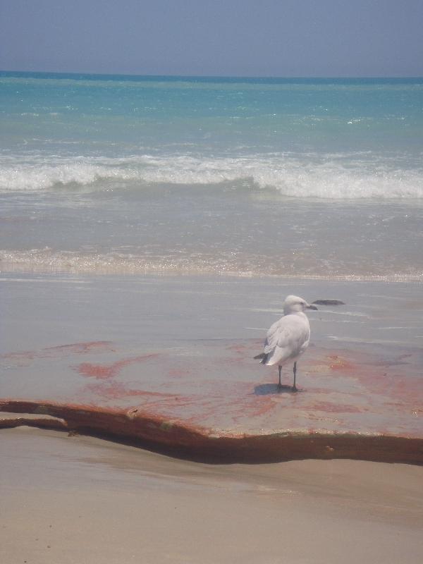 Turqoise waters of Cable Beach, Australia