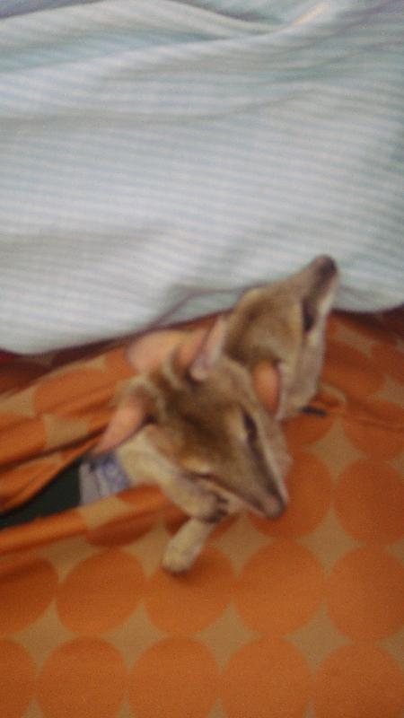 Little joey at the Courthouse Markets, Broome Australia