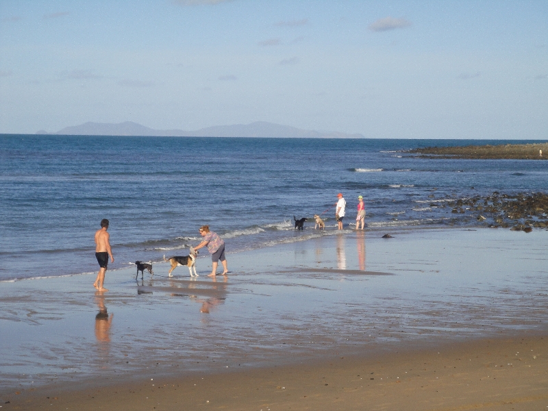 Dogs at Eimeo Beach in Mackay, Mackay Australia