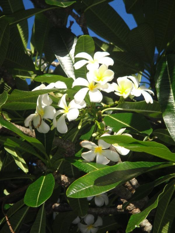 Frangipani flowers in Mackay, Australia