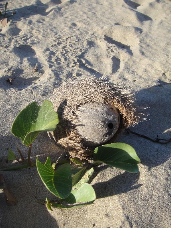 Coconuts on Blacks Beach, Australia