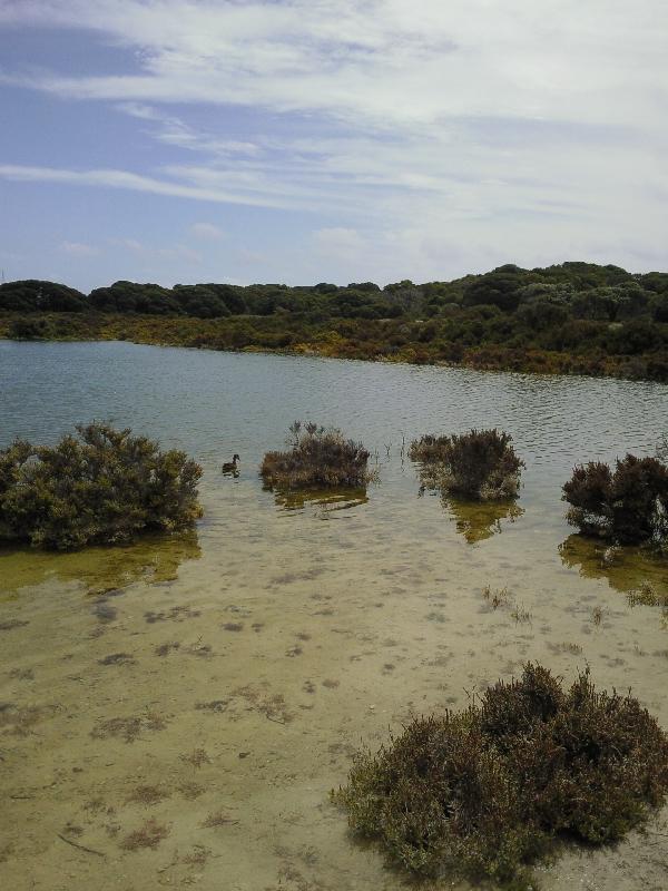 Rottnest Island lakes and birdlife, Australia