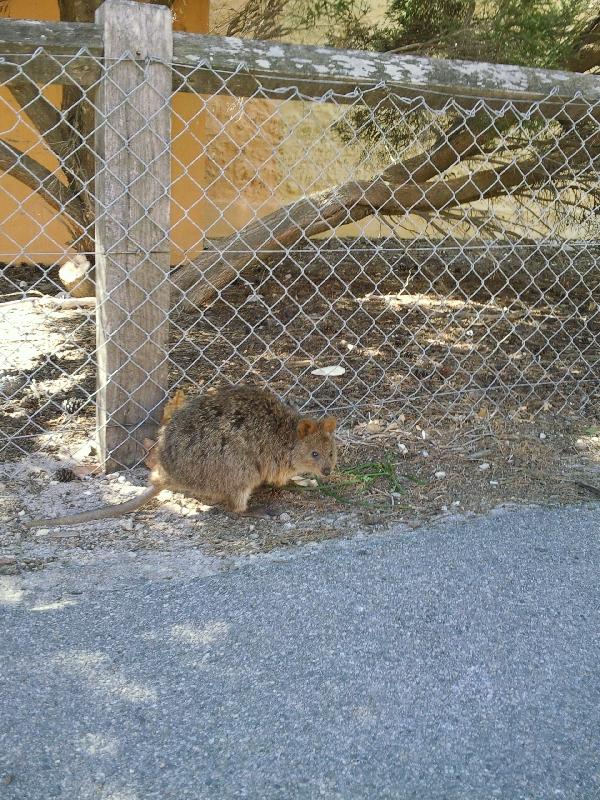 Cute little quokka, WA, Australia